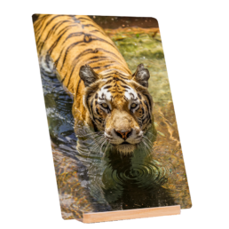 Cats Hate Baths
