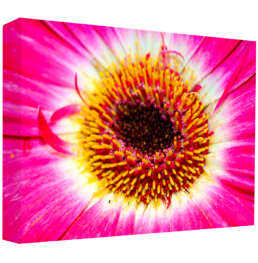 Color Explosion