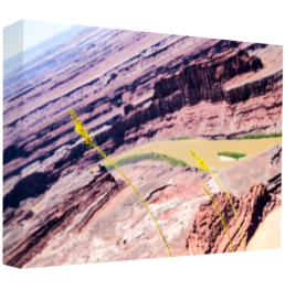 Desert Blooming