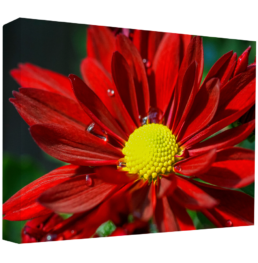 Drops Of Life