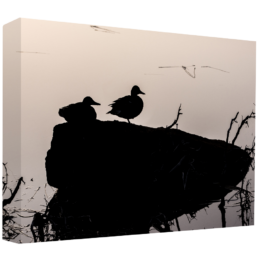 Duck-Lhouette
