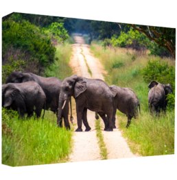 Elephant Trail