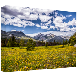 Nature & Landscapes