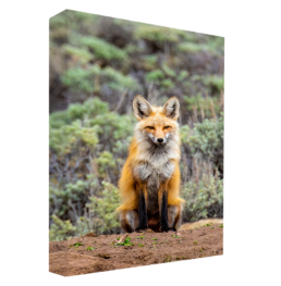 Fox Sage