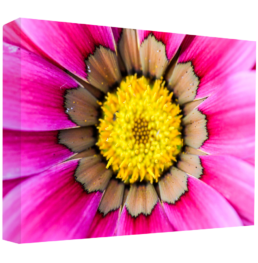 Friendly Pink