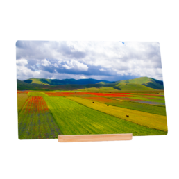 God's Brushes