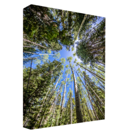 Looking Up