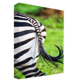 Striped Back