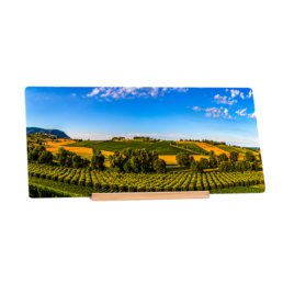 The Wine Route