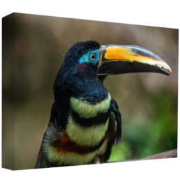 Toucan Do It