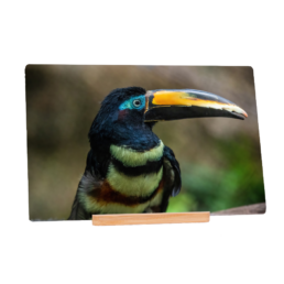 Toucan Do It
