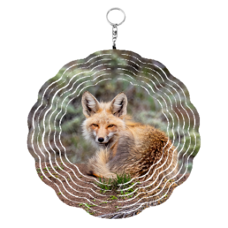 Wary Fox