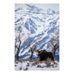 Amoosing Tetons