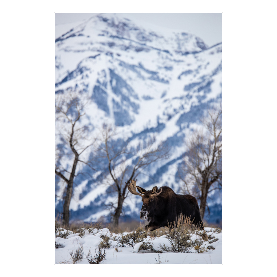 Amoosing Tetons