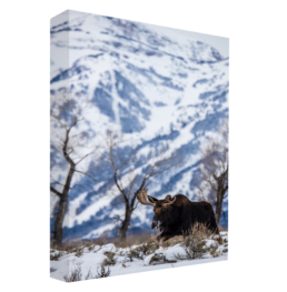 Amoosing Tetons