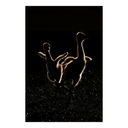 Ballerinas
