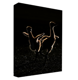 Ballerinas
