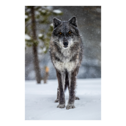 Big Bad Wolf