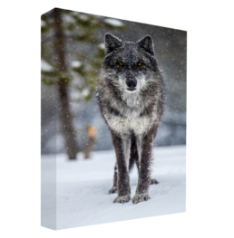 Big Bad Wolf