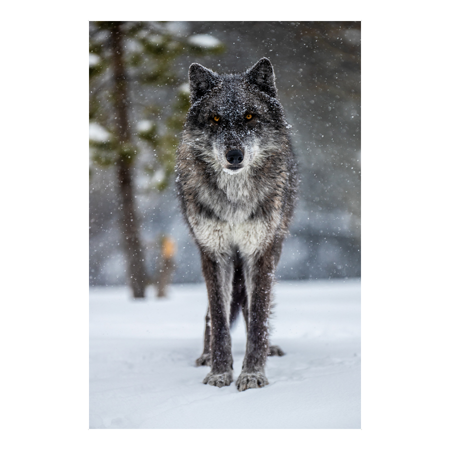 Big Bad Wolf