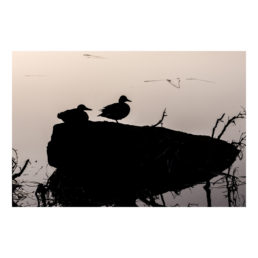 Duck-Lhouette