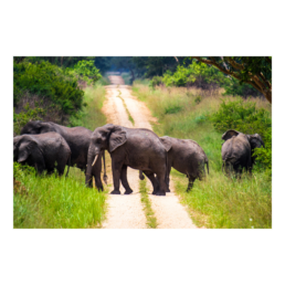 Elephant Trail