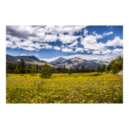 Field Of Gold