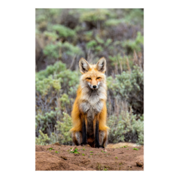 Fox Sage