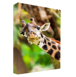 Have You Seen My Ear