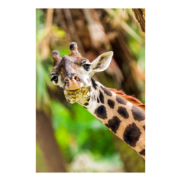 Have You Seen My Ear?