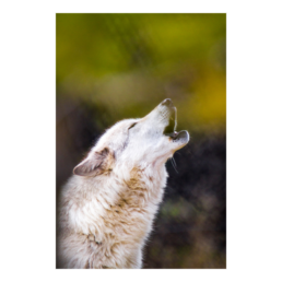 Howl