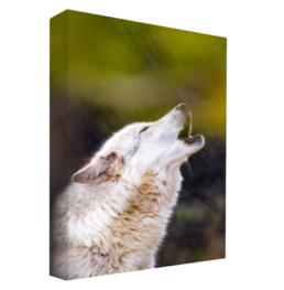 Howl