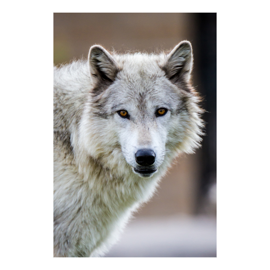 Hungry Eyes