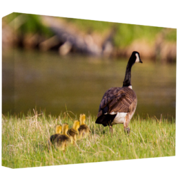 Imprinting Love
