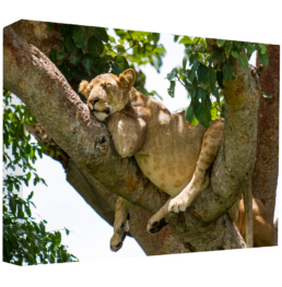 Lazy Afternoon