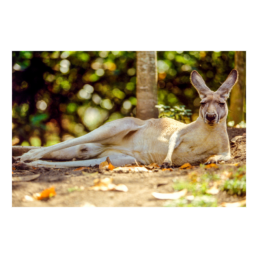 Lazy Boy