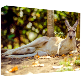 Lazy Boy