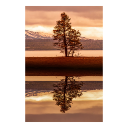 Lone Sunset