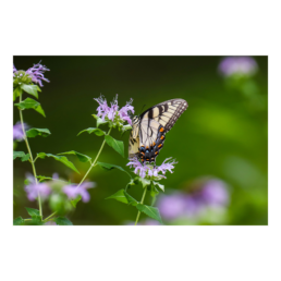 Madama Butterly