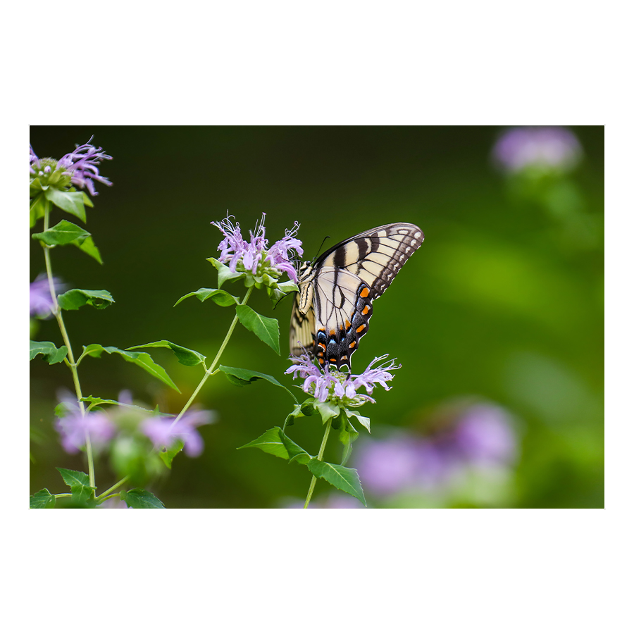 Madama Butterly