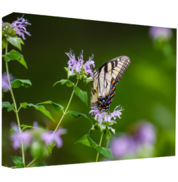 Madama Butterly