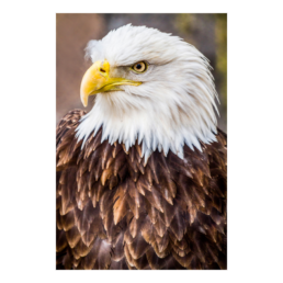 Majestic Pride