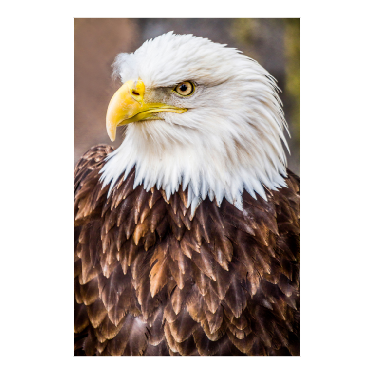 Majestic Pride
