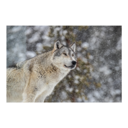 Mighty Wolf