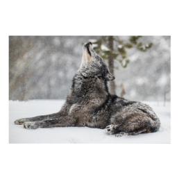 Morning Stretch