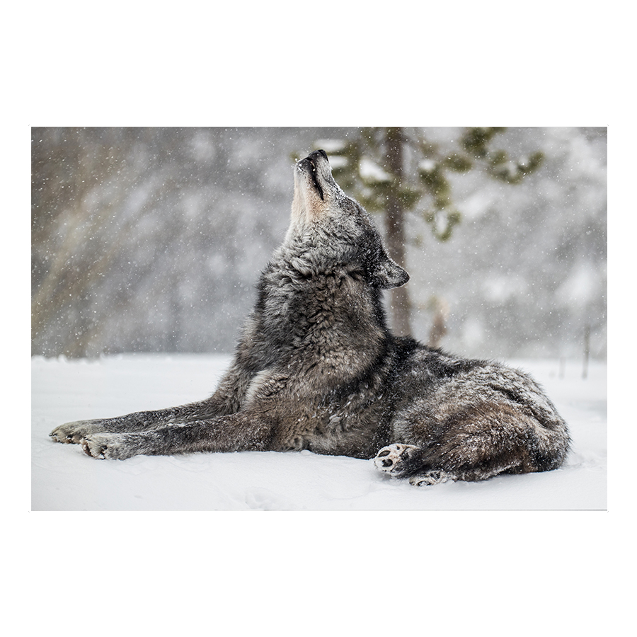 Morning Stretch