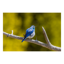 Mountain Blue Bird