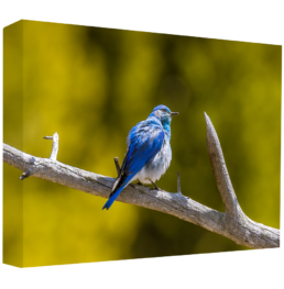Mountain Blue Bird