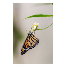 Orange Symmetry