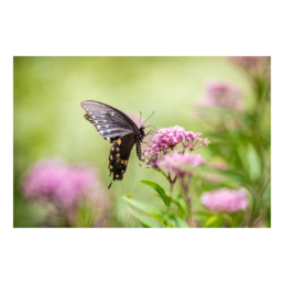 Purple Attraction